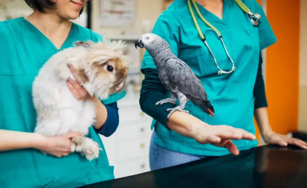 bird & exotic pet vet clinics​