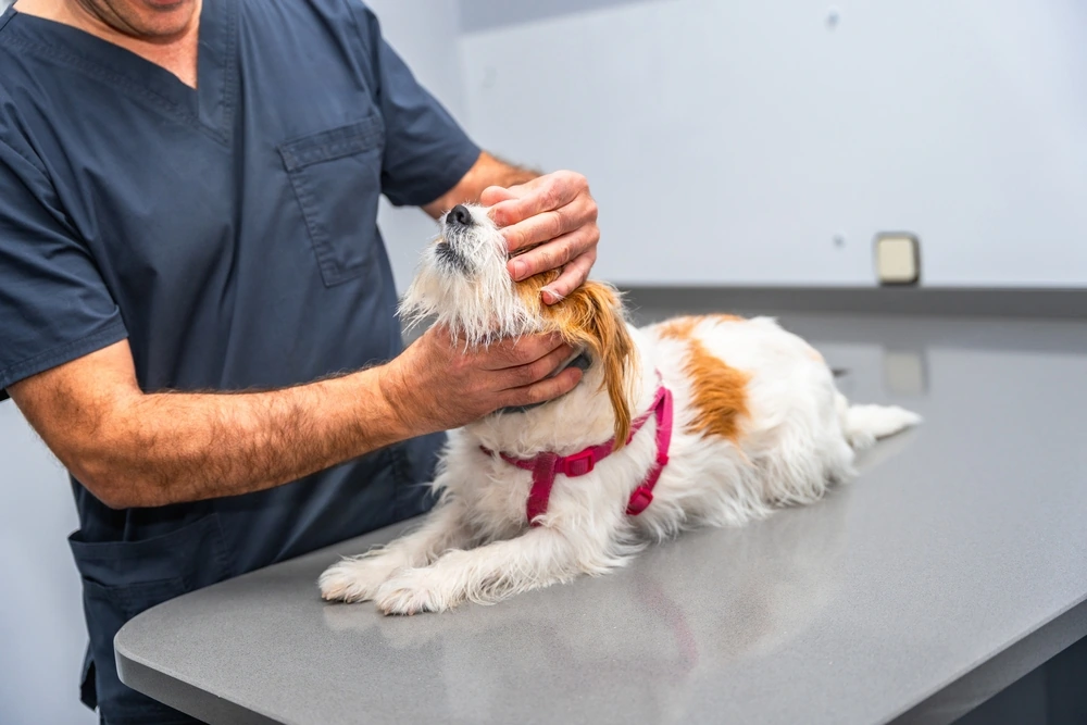 vet clinic tampines diagnostics & treatment​