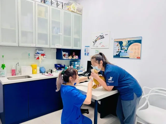 vet clinic tampines general health checkups​