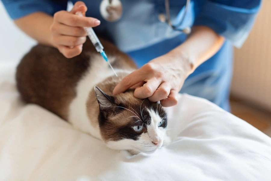 vet clinic tampines vaccinations & preventive care​