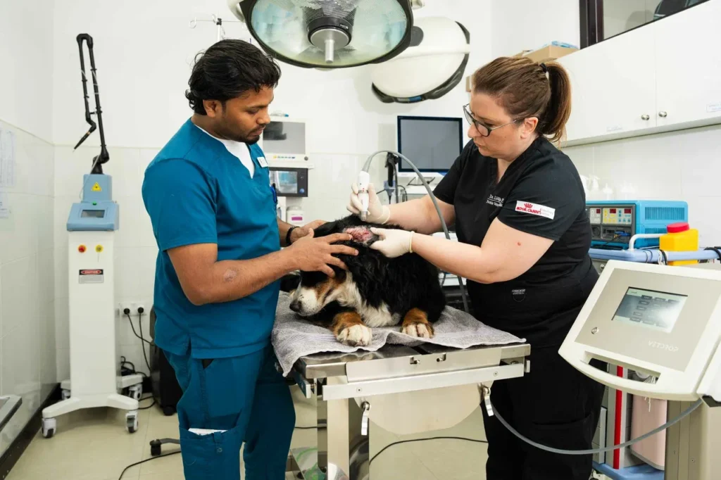 popular vet clinics in tampines​